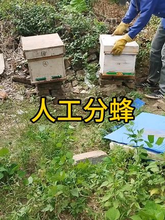 一箱变两箱,两箱变4箱…#农村养蜂人 #养蜂技术分享