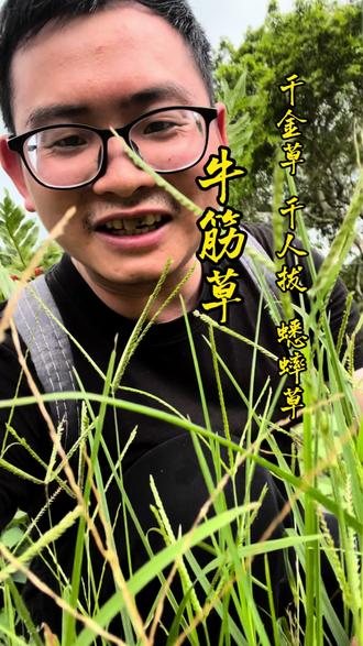 田间地头无杂草,会用认识都是宝,这个植物你认识吗 #三农 #牛筋草 #植物科普 #一日一植物 #真实生活分享计划