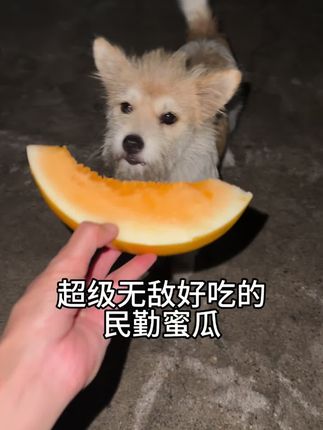 超级无敌好吃的民勤蜜瓜又来了 #猫咪小院 #猫狗双全 #民勤蜜瓜 #毛孩子的日常