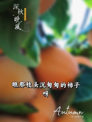 #富平大尖柿(柿柿如意)