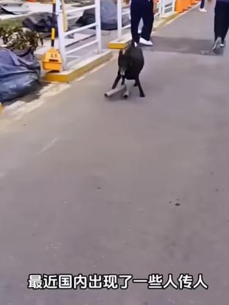 一根普通的棍子,就能制裁狗狗追车的行为