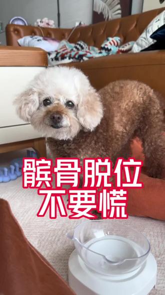 狗狗髌骨脱位不要着急做手术,小按摩复位试试!#萌宠 #泰迪#狗狗髌骨脱位 #狗狗软骨素 #新手养狗