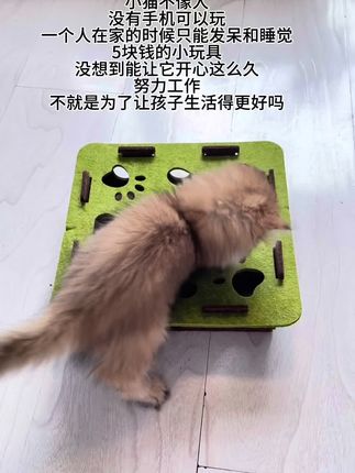 5块钱而已,一杯奶茶都买不了,却可以让它开心玩耍很久,我宝贝真的很懂事#猫玩具#逗猫神器 #养猫人 #家有宠物