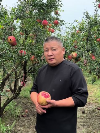 目前为止口感最好吃的石榴品种还是慕乐超级软籽到了、#慕乐超级软籽石榴树苗 #慕乐极软籽石榴树苗 #突尼斯软籽石榴树苗