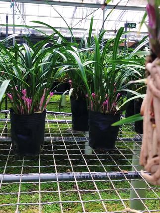 根壮苗壮,而且非常好养的富山奇蝶带多花苞#兰花 #兰花种植基地 #兰花日常管理