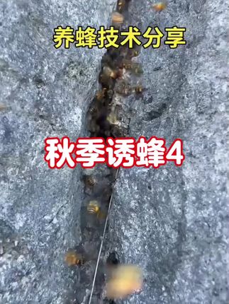 不会诱蜂的看过来 #诱蜂蜡 #诱蜂 #诱蜂技术分享 #诱蜂蜡诱蜂 #蜂蜡