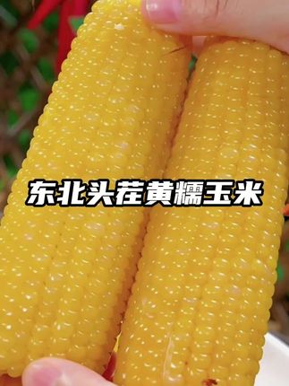 ¥19.9到手12根, 而且还是大棒的玉米# 东北黄糯玉米#糯玉米 #软糯香甜 #哇又便宜又好吃 #粗粮 #大人孩子都爱吃