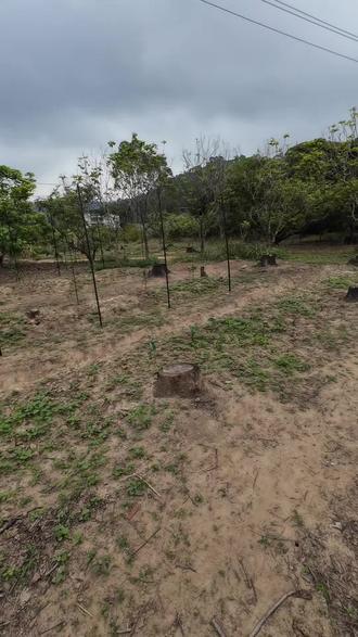 为了实现水果自由第二块地种了百香果,和无花果。#水果自由 #百香果 #无花果