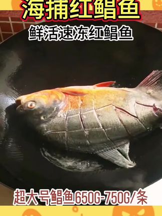 超大号鲜活速冻#红鲳鱼 #快来一起尝个鲜 #海鲜 #强烈推荐