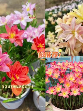 花自开#风雨兰#钦达热带球根#花卉观花植物 耐热胖丽丽种球#植物
