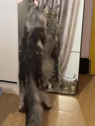 #在一只猫脸上看到了不可思议  #我家的毛孩子