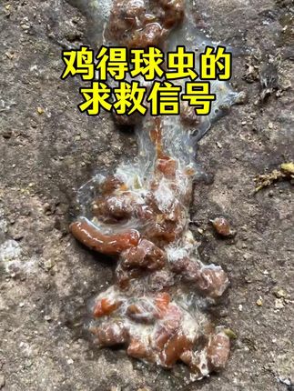#球虫#养鸡人#鸡拉血便#鸡拉红粪#农村散养土鸡