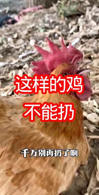 #养鸡人#养鸡小妙招#散养鸡
这样的鸡千万别再扔了