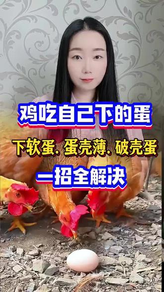 鸡吃鸡蛋,蛋壳薄脆,下软壳蛋,一招就解决#农村散养土鸡#养鸡#养殖#三农#养鸡人