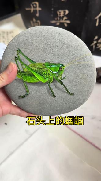 我画的绿蝈蝈#手艺人在抖音 #手绘石头画 #以石会友