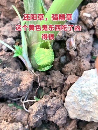 #盆栽 #还阳草 #盆景 #查尔酮 #特色农产品 还阳草强精草种苗