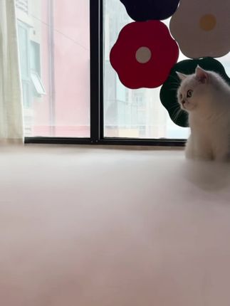 你说他是智商税,可它实实在在的省很多空调费,收纳也不占空间……