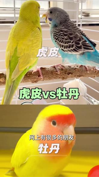 虎皮真的会说话吗?#虎皮鹦鹉#牡丹鹦鹉#手养鹦鹉#虎皮说话#鹦鹉鹦鹉萌萌哒逗鹦鹉