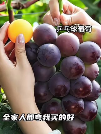 葡萄届的乒乓球葡萄.你吃过吗?不仅大颗还巨甜.果肉醇厚细腻汁水超多!一口爆甜汁儿.皮薄无籽,剥皮吃口感更好.香味馥郁迷人,让你尝一口就爱上的葡萄,树上自然成熟,不催熟、不打蜡,现摘现发更新鲜美味~!#优质农产品#新鲜应季水果#乒乓球葡萄 #葡萄#感特别好