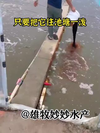 #四大家鱼养殖 #鱼虾蟹水产养殖 #水产养殖技术