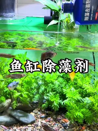 #鱼缸除藻剂 #鱼缸除藻 #除藻剂 #草缸造景 #鱼缸