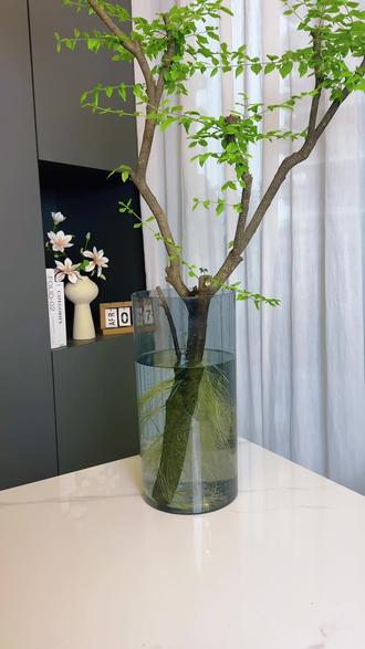 女贞新绿,把春天摆在家里#水培绿植#小叶女贞 #花与生活 华