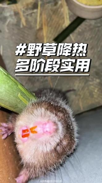 板蓝根仅适合竹鼠轻度上火😯
轻症靠野外天然草本,重症搭配清火制剂 #竹鼠养殖 #竹鼠 #农村创业 #三农日常 #养殖避坑