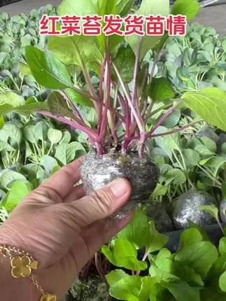红菜苔发货苗情过冬耐寒循环吃#三农种植 #优质种苗 #新农人计划 #农业种植技术 #纯天然绿色食品