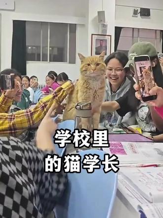 #搞笑片1秒能把人笑吐血 #校园里的猫#搞笑视频 校园里的猫学长