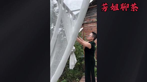 在唐代眉笔最流行的就是介于蓝绿之间的颜色;还有一种偏紫的,这要非常珍贵的“螺子黛”那是专供宫中后妃用的,它的原料是产自地中海的骨螺,从这个螺壳里面提膏脂炼制而成。因此这个螺子黛是非常的名贵,每粒价值十金。他的原料太难得了,按照学者的研究,大概需要一万枚骨螺才能提取到一克的染料,所以哪怕是皇室也不可能每一位嫔妃都用上螺子黛。所以在宫廷里面受宠的妃子就用螺子黛,不受宠的就只有用铜黛或少配一点螺子黛。杨贵妃曾经发明过一款“白妆黑眉”,就是最白的粉底打满脸,也不用胭脂,就是让脸看起来惨白,然后画眉的时候也不用黛把眉毛是画得又黑又粗,这样的妆容就是突出对比度,从杨贵妃后,这种高对比度的妆容就流行起来,“一旦新妆抛旧样,六宫争画黑烟眉”。#茶文化#芳姐聊茶