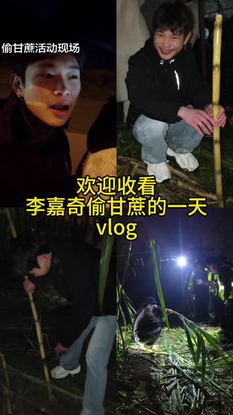 偷甘蔗活动 还是好耍哈哈哈