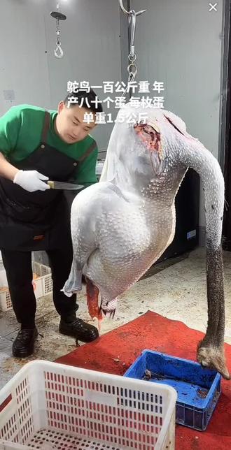 鸵鸟一百公斤重 年产八十个蛋 每枚蛋单重1.5公斤#农村创业养殖 #农村创业