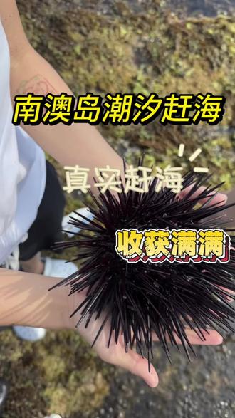 南澳岛真实赶海,一起翻石、一起惊喜、一起满载,快乐翻倍#南澳岛赶海 #抓螃蟹 #南澳岛旅游攻略