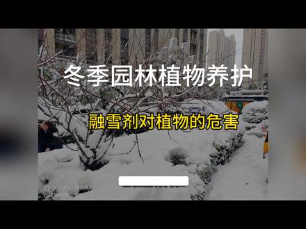 融雪剂对园林植物的危害#园林绿化 #市政道路 #市政工程 #除雪神器
