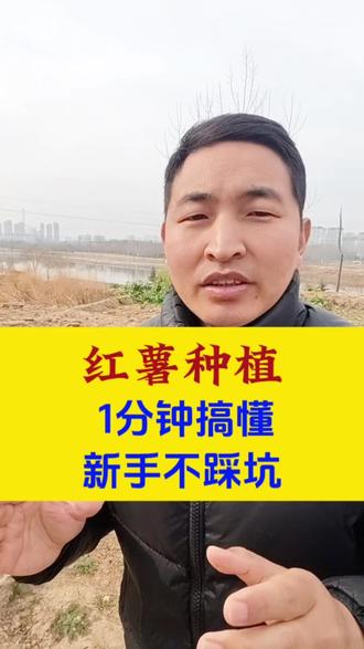 红薯种植,一分钟搞懂,新手不踩坑#红薯种植 #红薯大丰收 #红薯 #红薯高产种植 #三农