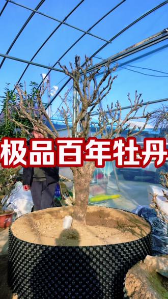 一颗独本的大花牡丹,树龄超百年,老味十足,冠幅圆润饱满,满树花苞#牡丹花 #别墅庭院植物 #庭院景观