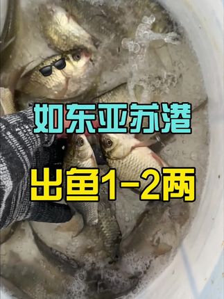如东亚苏港河出鱼了,点子1-2两,瓜子鲫也有,注意分辨好窝子#南通钓鱼 #摇三摇钓鱼 #钓鱼 #原来钓鱼才是抖音运动顶流