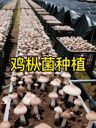 鸡枞菌种植! 家种野生鸡枞菌菌包,轻松收获鲜美好味,精选野生鸡枞菌种培育的菌包,蒜头鸡枞、荔枝菌在家就能种!室内外花盆均可栽培,操作简单易成活。天然培育无添加,鲜嫩多汁风味正,让你随时尝鲜野生菌的独特鲜香,自家种植更放心。#鸡枞菌种植 #鸡枞菌种植成功 #鸡枞菌种子 #鸡枞菌 #人工种植鸡枞