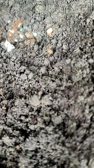 山芋头种子育苗繁育!