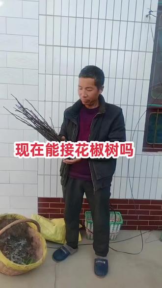 🌱春季嫁接正当时!花椒树枝这样接成活率超高~
🤔“兴秦一号”枝条怎么选?快看老把式的秘诀!
💡三农小技巧,新农人必学!你学会了吗?