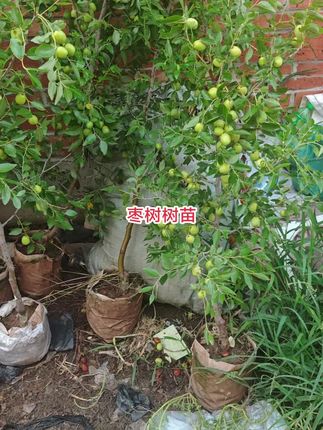 #枣树 #枣树苗 #枣苗 #枣子树 #果树苗