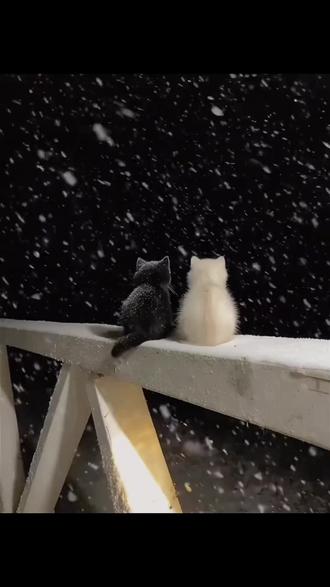 喜欢下雪 更喜欢你 雪地小猫背景图动态来喽 猫咪下雪背景图保存教程#猫#雪 #雪地小猫背景图动态 #动态背景图#背景图 雪地小猫背景图动态自取 一只猫看雪的图片 猫猫下雪视频 猫咪与雪视频 猫咪雪中照片