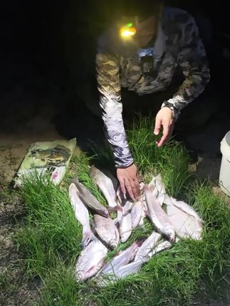 正是钓鳊鱼翘嘴好时节!带上它去试试吧!#鳊鱼窝料 #翘嘴窝料
