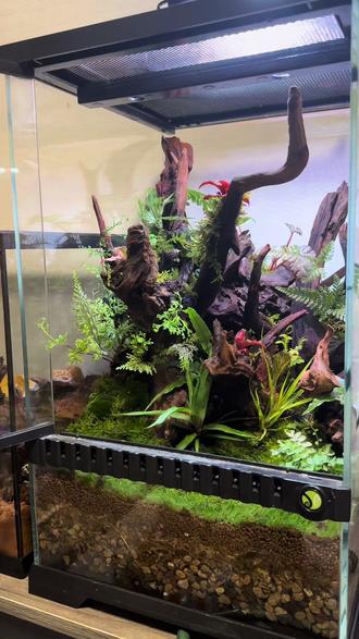 以前它们还小,我有一个雨林缸可以养它们。
半年时间,它们肥的好快。
凤梨被压垮,苔藓被趴开,草全被坐烂……
#树蛙 #树蛙造景#拿什么养我的大青蛙 #人渣盒好好棒