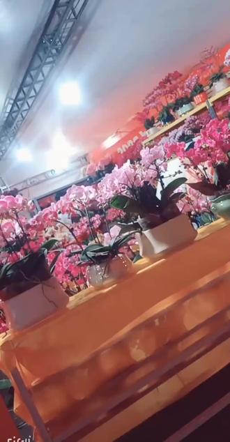 2026长安镇迎春花市