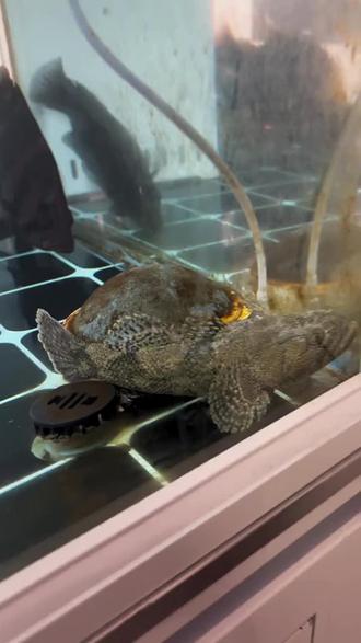 我要开始换鱼了,最终还是龙虎魟鱼……