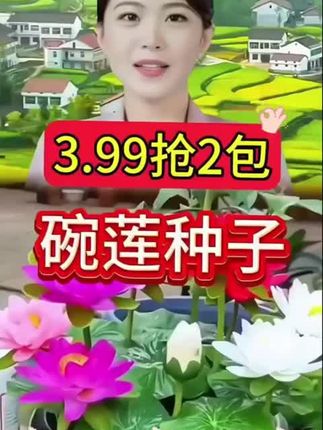 【水培莲花种子】莲花种水培植物四季种植易活室内盆栽好养荷花种子#水培植物 #水培植物推荐 #植物种植 #盆栽绿植 #花卉绿植