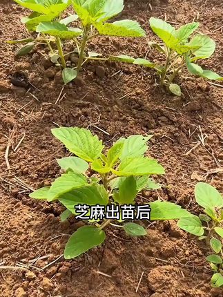 #芝麻种植 #芝麻管理
