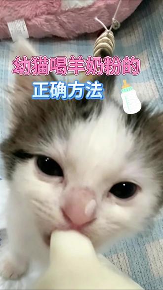 幼猫喝羊奶粉的正确方法! #幼猫 #猫咪羊奶粉 #喵想羊奶粉 #幼猫喝奶