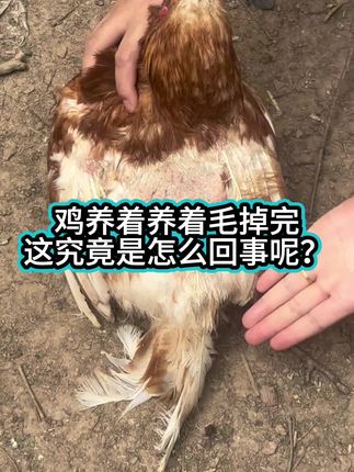 鸡养着养着毛掉完,这究竟是怎么回事呢 #三农 #散养土鸡蛋 #土鸡蛋 #新手养鸡 #农村土鸡